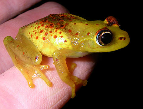 Boophis bottae
© Axel Strauss / WWF Madagascar rel=