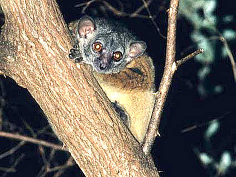 The Antafia sportive lemur was first described by scientists in 2006.
© Urs Thalmann / WWF Madagascar The Antafia sportive lemur was first described by scientists in 2006. rel=