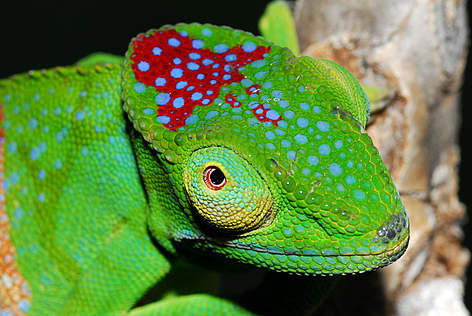 Chameleon species (Furcifer timoni)
© Jorn KOHLER / WWF Madagascar rel=