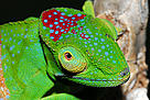 Intensive herpetological fieldwork and taxonomic revisions during the past 15 years have led to a strong increase in the number of chameleon species. During recent field work scientists discovered a colourful and highly distinct species of chameleon, Furcifer timoni, in the isolated rainforests of the Montagne d'Ambre massif 850m above sea level, in northern Madagascar.