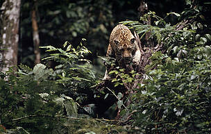 Jagua, Reserva Manu, Perú / ©: André Bästschi / WWF / ©: André Bästschi / WWF