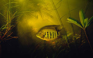 WWF / ©: WWF / ©: WWF