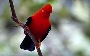 Andean cock of the rock; Rio Abiseo National Park, Perú.
© André Bästschi / WWF
© André Bästschi / WWF