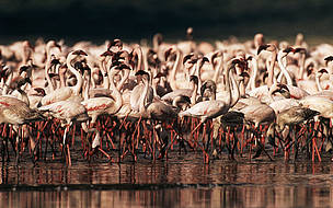 Lesser flamingo (Phoenicopterus minor); Lake Bogoria, Rift Valley, Kenya - Occasionaly over 1 ...
© Martin HARVEY / WWF
© Martin HARVEY / WWF