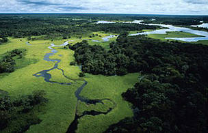 Aerial view of flooded forest during rainy season with floating plants, Rio Negro Forest Reserve, ...
© Michel Roggo / WWF
© Michel Roggo / WWF