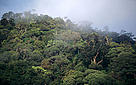 Forest and mist Kayan Mentarang National Park, Kalimantan (Borneo), Indonesia.