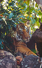 Indian tiger Captive Safari Park, Bangkok, Thailand.