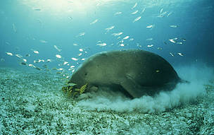 Dugong grazing. Palawan, Philippines.
© Jürgen Freund / WWF Dugong grazing. Palawan, Philippines.
© Jürgen Freund / WWF