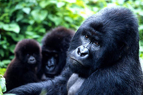 Mountain gorillas, Virunga National Park, Democratic Republic of Congo.
© Martin Harvey / WWF Mountain gorillas, Virunga National Park, Democratic Republic of Congo rel=