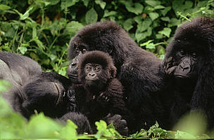Mountain gorilla Family interaction during midday rest.
© Martin Harvey / WWF Mountain gorilla Family interaction during midday rest.
© Martin Harvey / WWF