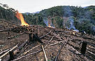 Gathering and burning dry tree trunks at new clearing clearing for cultivation of 25 different plants. The Huachipaeri indians' traditional farming method. Peru