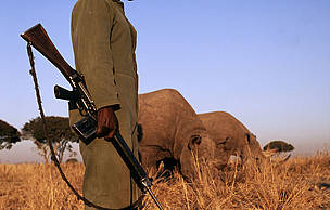 Some black rhinoceros (Diceros bicornis) are under 24 hour armed guard due to risk of poaching Africa. © Martin Harvey / WWF Some black rhinoceros (Diceros bicornis) are under 24 hour armed guard due to risk of poaching Africa.