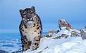 Snow leopard (Uncia uncia) in winter. © Klein & Hubert/WWF Snow leopard (Uncia uncia) in winter.