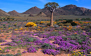 Goegab Nature Reserve Wild flowers and Quiver tree (Aloe dichotomia), Western Cape, Republic of ...
© Martin Harvey / WWF
© Martin Harvey / WWF