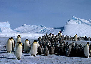 Colonia de Pinguinos Emperadores después de una tormenta de nieve, Glaciar Dawson-Lambton, ...
© Fritz PÖLKING / WWF
© Fritz PÖLKING / WWF