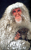 © Nagano Japan COP10 © Nagano Japan COP10 Macaca fuscata snow monkey- Nagano Japan