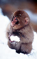 © WWF © WWF Little monkey with snowball