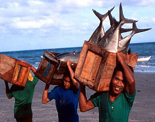 Local fishermen with tuna catch Sulu Sea, Philippines
© Jürgen FREUND / WWF Local fishermen with tuna catch Sulu Sea, Philippines
© Jürgen FREUND / WWF
