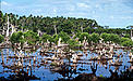 Mangroves are one of nature's most amazing factories. Providing food, shelter, jobs and protection. Yet we are replacing them with fish farms, reclaimed land or killing them with pollutants. We have lost more than half of them already. But they can bounce back. And we can help them. If we all understand the limits of living on a single, finite planet. © Jürgen Freund / WWF Clear cut of mangrove forests for fish pond. (generally practiced in the 1970s) Sibuyan Island Philippines