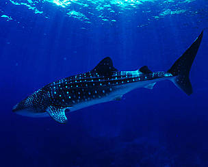 Whale shark (Rhincodon typus). / ©: Jürgen Freund / WWF-Canon / ©: Jürgen Freund / WWF-Canon