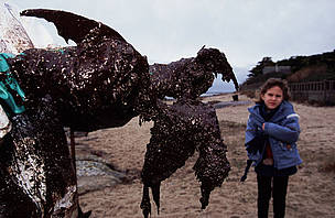 Water birds covered in oil are a common sight in the aftermath of an oil spill. In this case a ...
© Nigel Dickinson / WWF A dead Common guillemot covered in oil from the 'Erika' oil spill. The 'Erika' broke in half in ...
© Nigel Dickinson / WWF