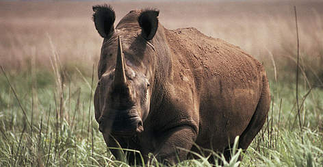 Northern white rhinoceros (Ceratotherium simum cottoni), Garamba National Park, Democratic Republic ... / ©: Kes & Fraser Smith / WWF-Canon Northern white rhinoceros (Ceratotherium simum cottoni), Garamba National Park, Democratic Republic ... rel=