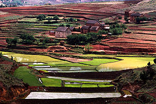 Rice terraces High Plateau, Madagascar
© Olivier LANGRAND / WWF
© Olivier LANGRAND / WWF