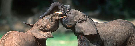 Forest elephants (Loxodonta africana cyclotis) play fighting. Dzanga Bai. Dzanga-Ndoki National ...
© WWF / Martin HARVEY rel=