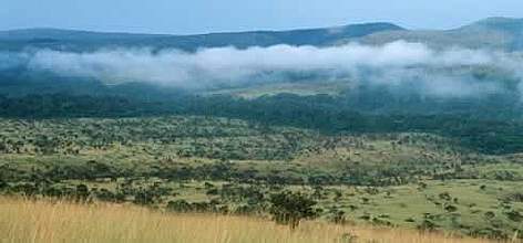 View of Mpassa project area, Gabon. Project: View of Mpassa project area, Gabon. Project: "Protection des Gorilles", Gabon and Congo. rel=