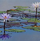 That Luang Marsh, Vientiane Capital, Lao PDR.