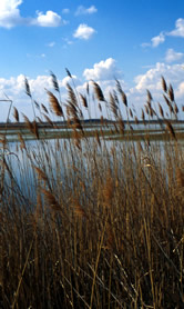 Shallow wetland, Kiskunsàg National Park, Hungary.
© WWF / John E. Newby
© WWF / John E. Newby