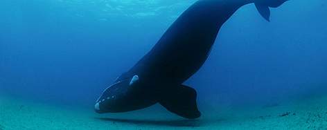 Southern right whale
© Brian J. Skerry/ National Geographic Stock/ WWF rel=