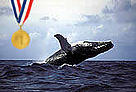 Humpback whale