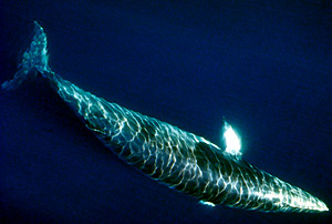The Northern (or Common) minke whale (Balaenoptera acutorostrata)
© WWF / Morten Lindhard The Northern (or Common) minke whale (<i>Balaenoptera acutorostrata</i>)
© WWF / Morten Lindhard