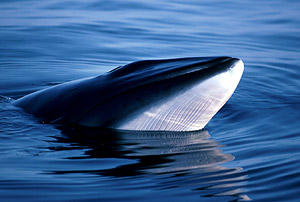 The Northern (or Common) minke whale (Balaenoptera acutorostrata)
© IFAW / J. Gordon The Northern (or Common) minke whale (<i>Balaenoptera acutorostrata</i>)
© IFAW / J. Gordon