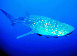 Growing up to 12m long and weighing up to 14 tonnes, whale sharks (Rhincodon typus) are the largest ...
© WWF / Javier ORDÓÑEZ Growing up to 12m long and weighing up to 14 tonnes, whale sharks (<i>Rhincodon ...
© WWF / Javier ORDÓÑEZ