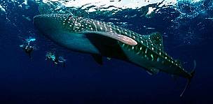 Whale shark swimming with divers
© Jürgen Freund/WWF
© Jürgen Freund/WWF