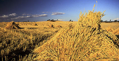 Wheat stacked up to dry in paddocks, Western Australia. In some parts of the Southwest Australia ...
© Richard McLellan / WWF rel=
