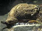 TBT has been shown to cause sex changes in dog whelks.