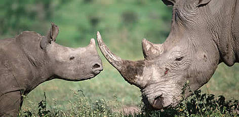 Adult and calf white rhino.
© WWF / Martin HARVEY Adult and calf white rhino. rel=
