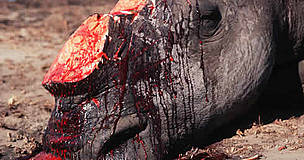White rhino killed by poachers for horn.
© WWF / Martin HARVEY White rhino killed by poachers for horn.
© WWF / Martin HARVEY