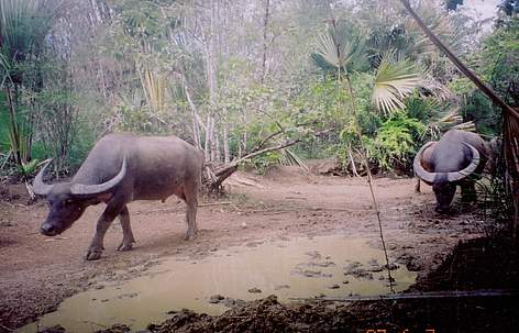 Wild water buffalo captured by a camera trap in the Srepok Wilderness Area within Mondulkiri ...
© FA / WWF-Cambodia rel=