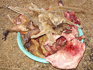 Illegally caught wild meat and dried slow lorises confiscated in northeastern Cambodia's Eastern ...
© Yav Chhunlak / WWF-Cambodia
© Yav Chhunlak / WWF-Cambodia