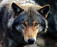 A Norwegian cull of wolves will bring the national population below 20 individuals.
© WWF / Chris Martin Bahr Close up of a wolf looking into the camera
© WWF / Chris Martin Bahr