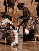 Peul (Wodaabe) lady filling waterskins in temporary pool, Central Niger.