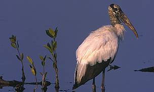 The endangered wood stork is the only stork species found in North America.
© Fritz PÖLKING / WWF
© Fritz PÖLKING / WWF