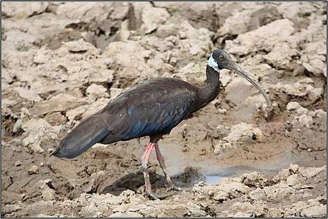 One of Cambodia's approximately 400 white-shouldered ibis foraging at a waterhole
© Hugh Wright rel=