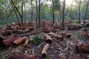 The need for firewood is a major cause for deforestation in Nepal. Finding firewood is an ever more strenuous task, usually carried out by women. © Simon de Trey White / WWF-UK The need for firewood is a major cause for deforestation in Nepal. Finding firewood is an ever more strenuous task, usually carried out by women.