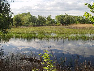 Natural flooding occurs on Tataru Island, creating rich feeding, breeding and spawning grounds for fish, flora and fauna. © WWF DCP Ukraine Natural flooding occurs on Tataru Island, creating rich feeding, breeding and spawning grounds for fish, flora and fauna.