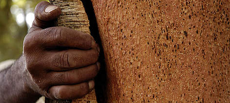 WWF training programme on cork-harvesting methods, Tunisia / ©: WWF / Sebastian RICH rel=